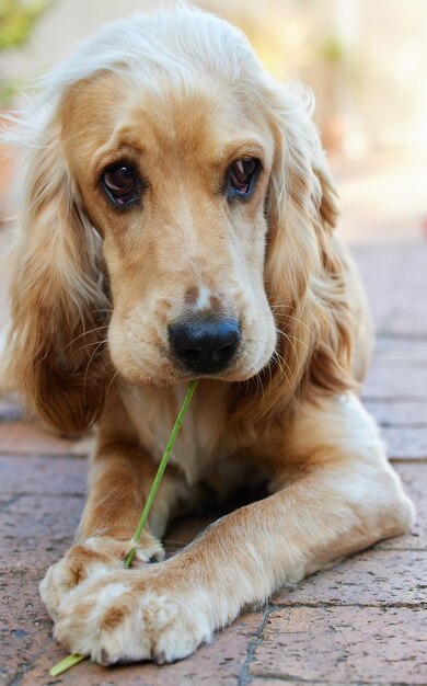 Basta olhar nos olhos de um cachorro e você não pode deixar de se apaixonar Retrato de um adorável filhote de cocker spaniel deitado na pavimentação de tijolos do lado de fora mastigando uma folha de grama