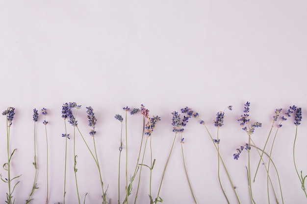 Bastante lavanda en fondo lila