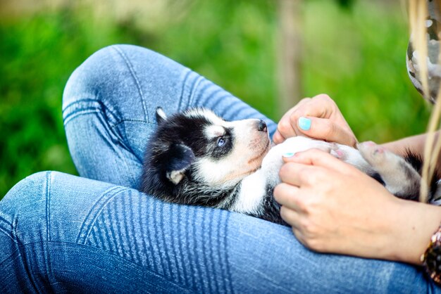 Bastante pequeño cachorro husky al aire libre en manos de la mujer