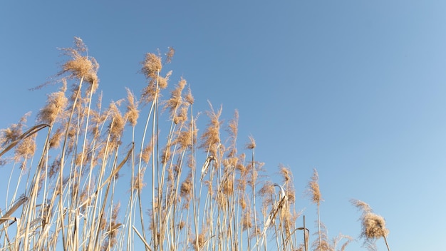 Bastão amarelo seco em um fundo de céu azul