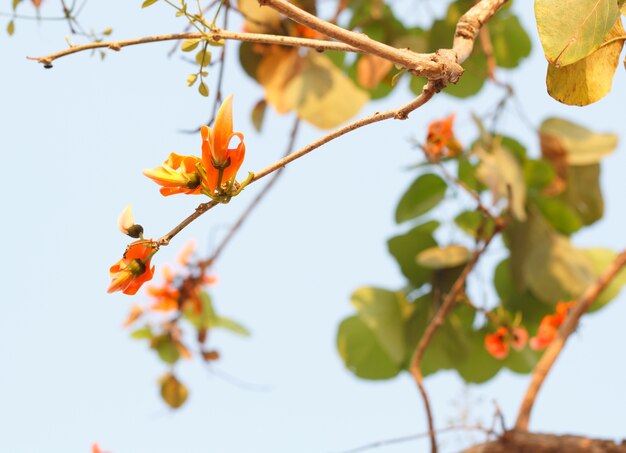 Bastão de teca, bengal kino, chama da floresta