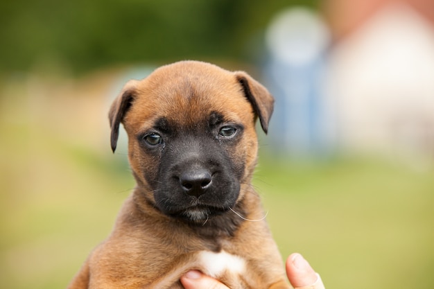 Bastardo adorável cachorrinho de malinois e bullmastiff nas mãos de sua amante