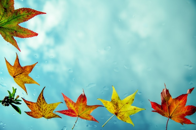 Bastidor de hojas de otoño contra el cielo azul