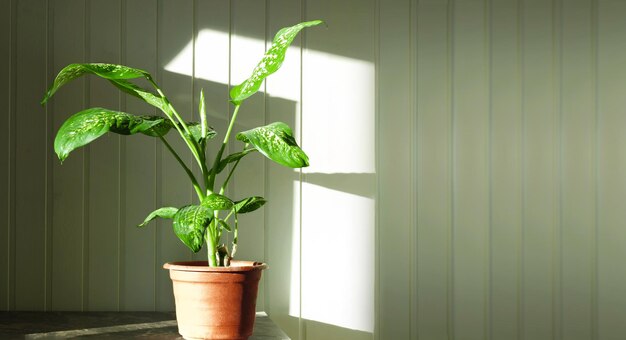 Bastón tonto, Dieffenbachia, una planta de interior popular, en una pared de madera rústica con espacio libre para texto. Planta de interior en una maceta de flores sobre un fondo de madera. Interior de habitación de estilo escandinavo hipster