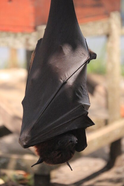 Foto bat envuelto para la siesta