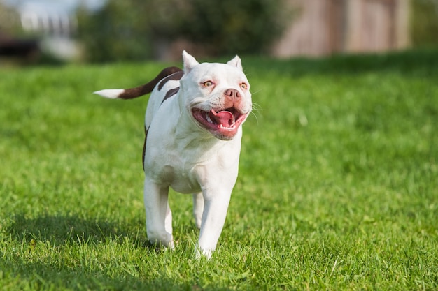 Bata blanca cachorro American Bully en movimiento sobre el césped