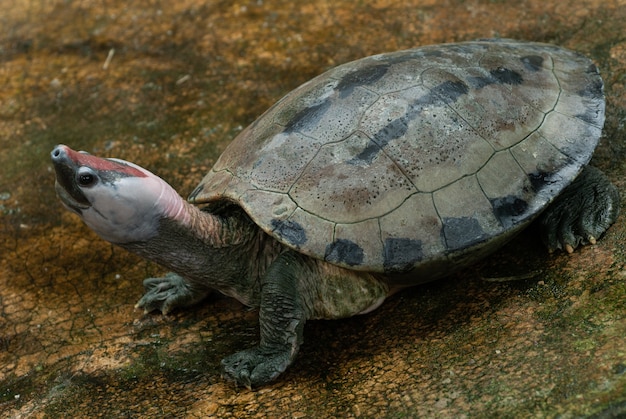 BATAGUR TERRAPINA PINTADA: Callagur borneoensis