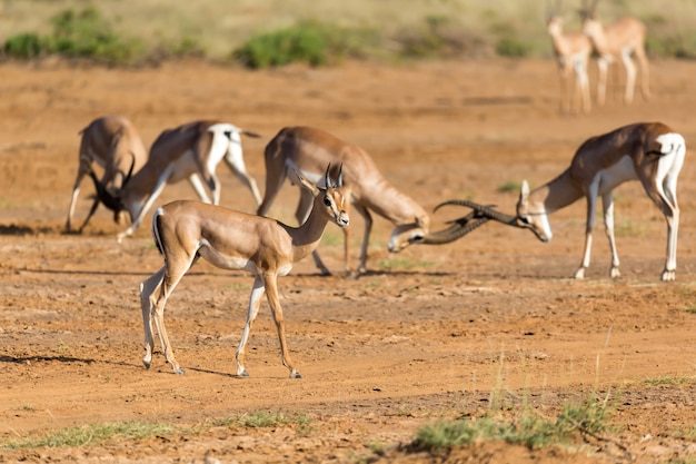 Batalha de duas Grant Gazelles na savana do Quênia