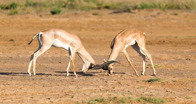 La batalla de dos Grant Gazelles en la sabana de Kenia