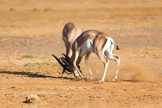 Una batalla de dos Grant Gazelles en la sabana de Kenia