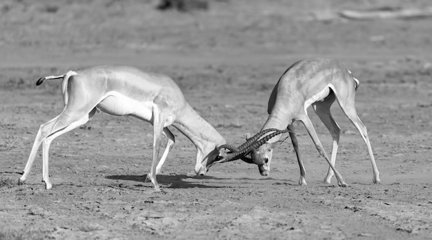 Batalla de dos Grant Gazelles en la sabana