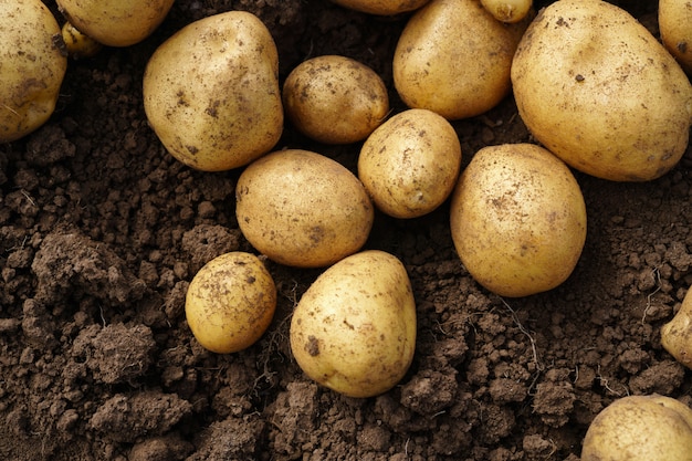 Batata fresca, deitado no chão, boa colheita e alimentos orgânicos.