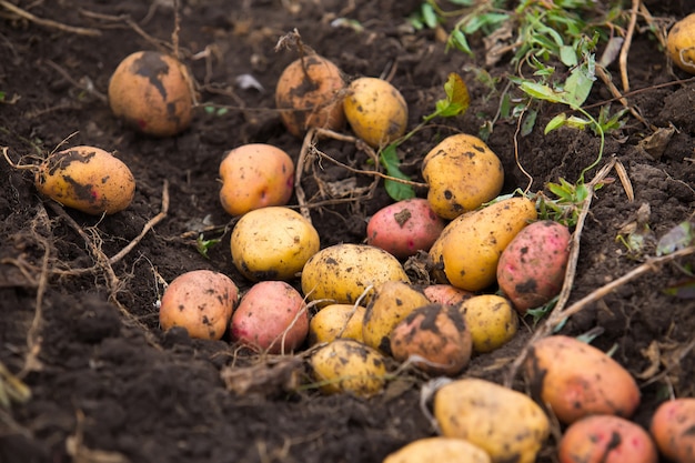 Batata fresca e crua em um campo