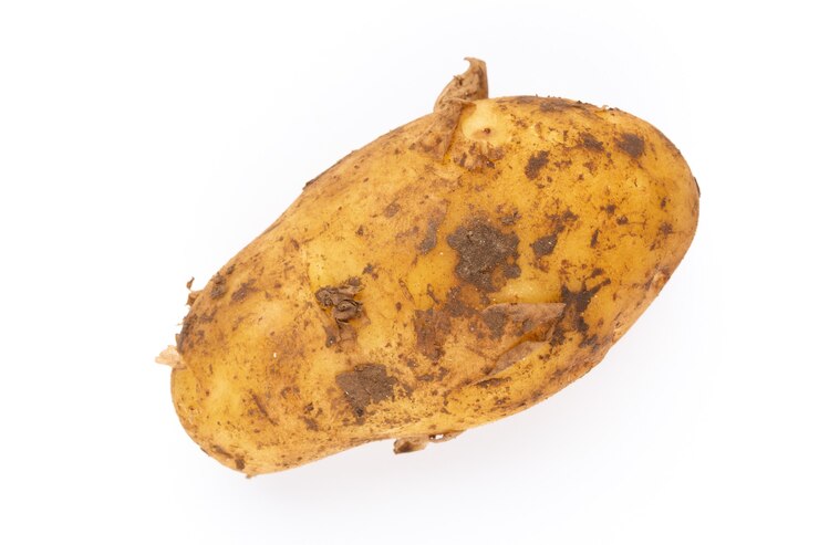 Foto batata jovem isolada na superfície branca. colheita nova. camada plana, vista superior.