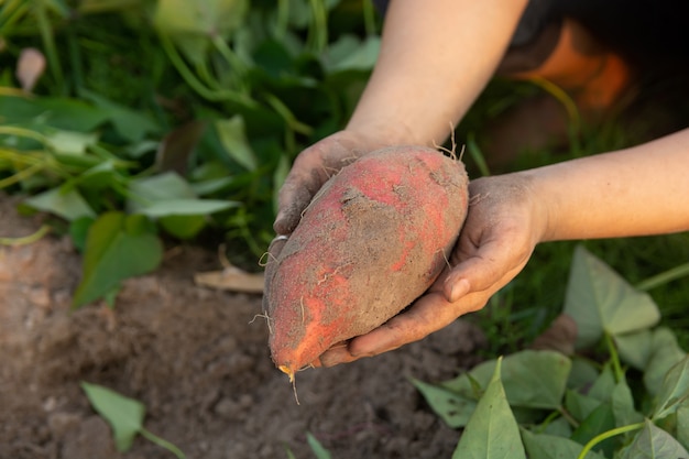 Batata en mano de mujer