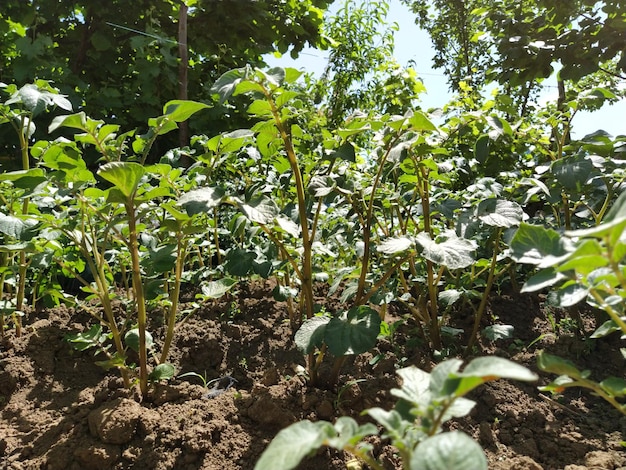 Batata planta Batatas ou beladona tuberosa são um tipo de plantas herbáceas tuberosas perenes do gênero Solanum da família Solanaceae