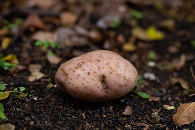 Foto batata sobre o solo