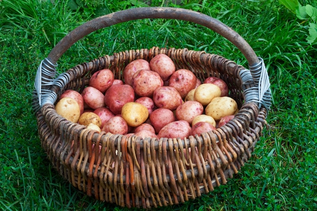 Batatas cruas em uma cesta