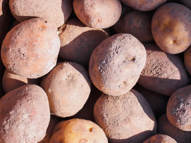 Batatas de semente da mola.