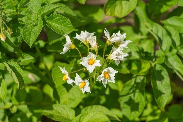 Batatas florescem no jardim com flores brancas