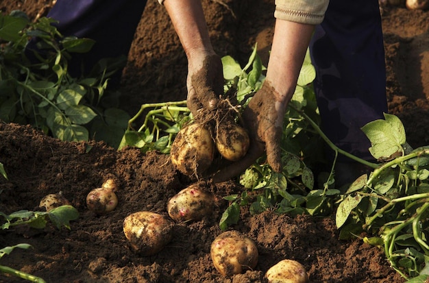 Batatas frescas do campo