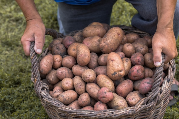 Batatas Frescas Na Cesta De Vime De Madeira No Chão. Batatas da colheita sazonal