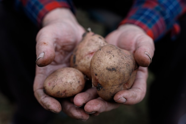 Batatas frescas nas mãos dos fazendeiros