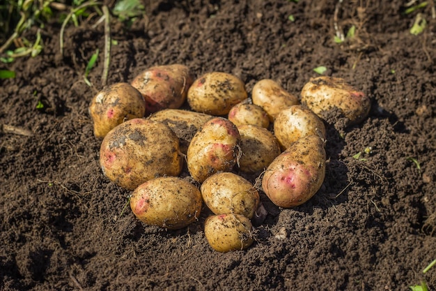 Batatas frescas no chão