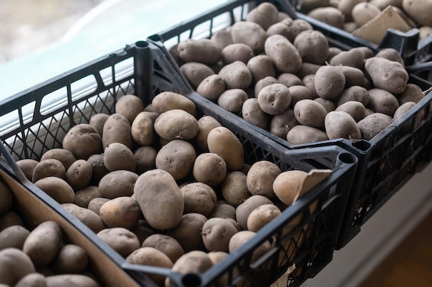 Batatas germinadas para plantio estão em uma caixa de plástico preta. Tema agrícola