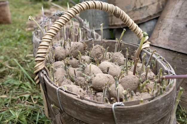 Batatas germinadas velhas estão em uma cesta de vime no quintal da aldeia