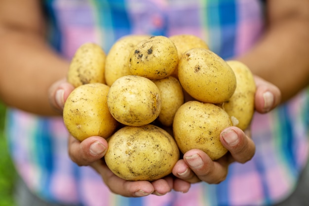 Foto batatas jovens nas mãos da mulher agricultora