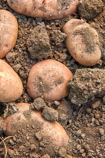 Batatas maduras em terra
