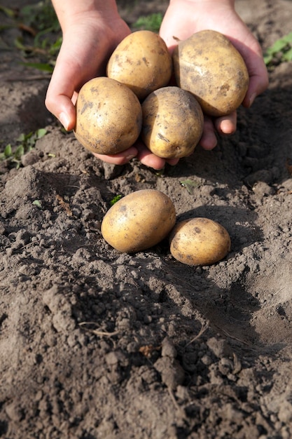 Foto batatas na mão