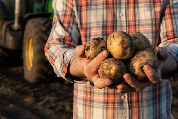 Batatas nas mãos de um fazendeiro