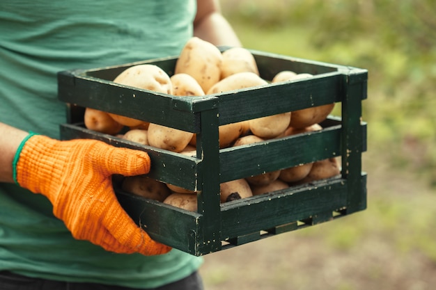 Foto batatas nas mãos no solo