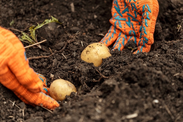 Batatas nas mãos no solo