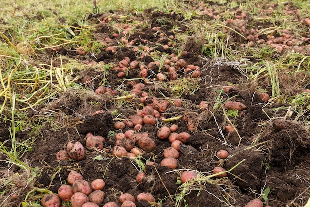 Batatas no campo