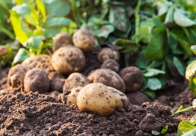 Foto batatas no chão