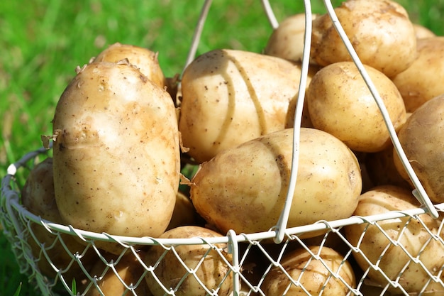 Batatas novas na cesta de vime sobre fundo de grama verde