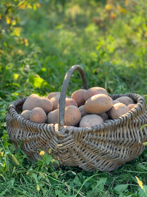 batatas orgânicas em uma cesta