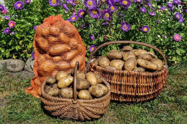 Batatas orgânicas frescas, colheita.