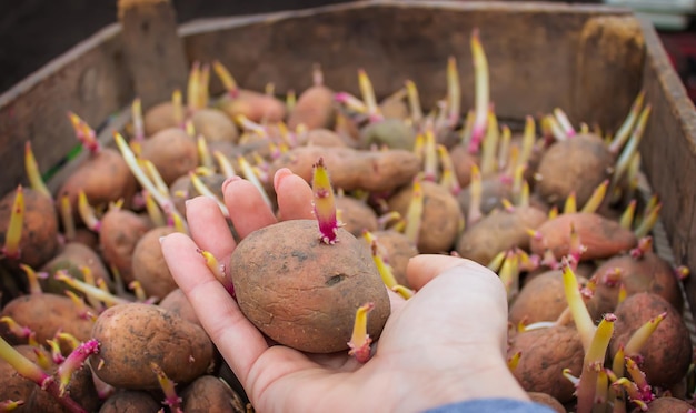 Batatas para plantar em uma fazenda em uma caixa