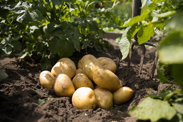 Batatas recém-cavadas de uma nova colheita estão no chão à luz do sol