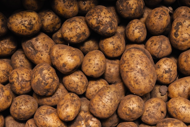 Batatas recém cavadas em pó de terra.