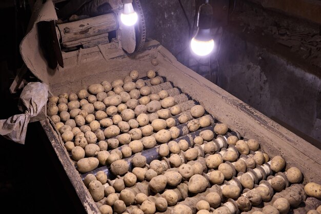 Batatas transportadas com transportadores de rolos motorizados para classificação