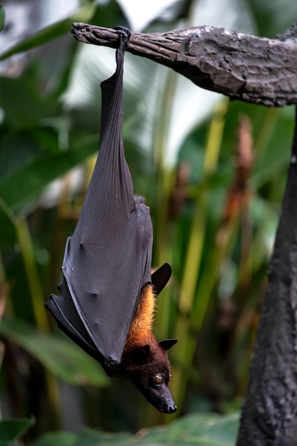 Foto bate en el árbol en bali, indonesia