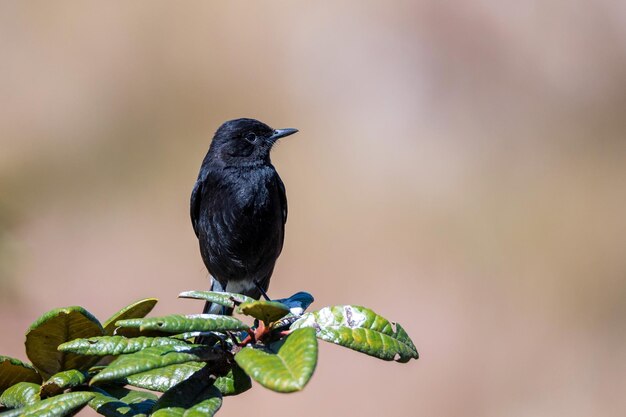 Bate-papo pied bush ou pêssegos saxicola caprata no rododendro