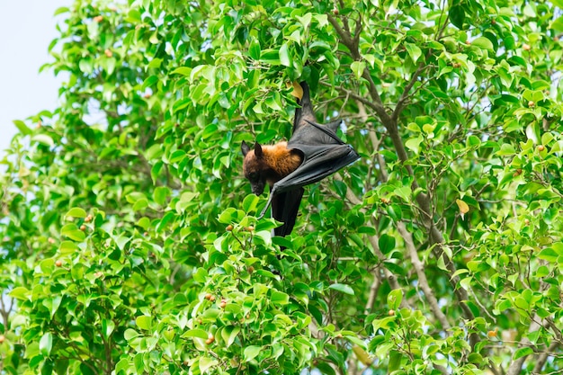 Batear en la rama de un árbol