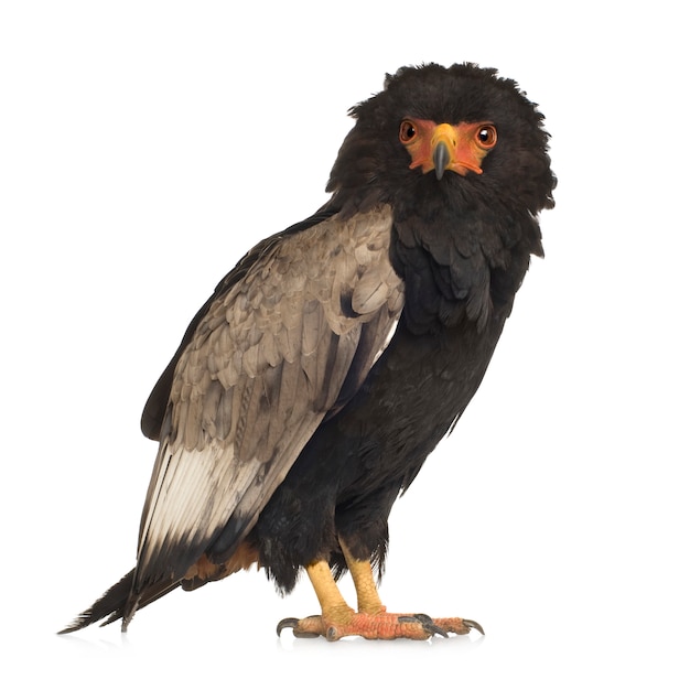 Bateleur (10 anos) terathopius ecaudatus - na frente em um branco isolado