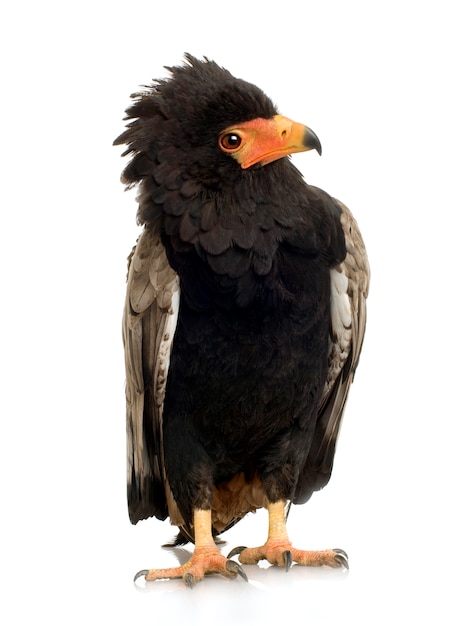 Bateleur (10 Jahre) Terathopius ecaudatus - vorne auf einem weißen isoliert